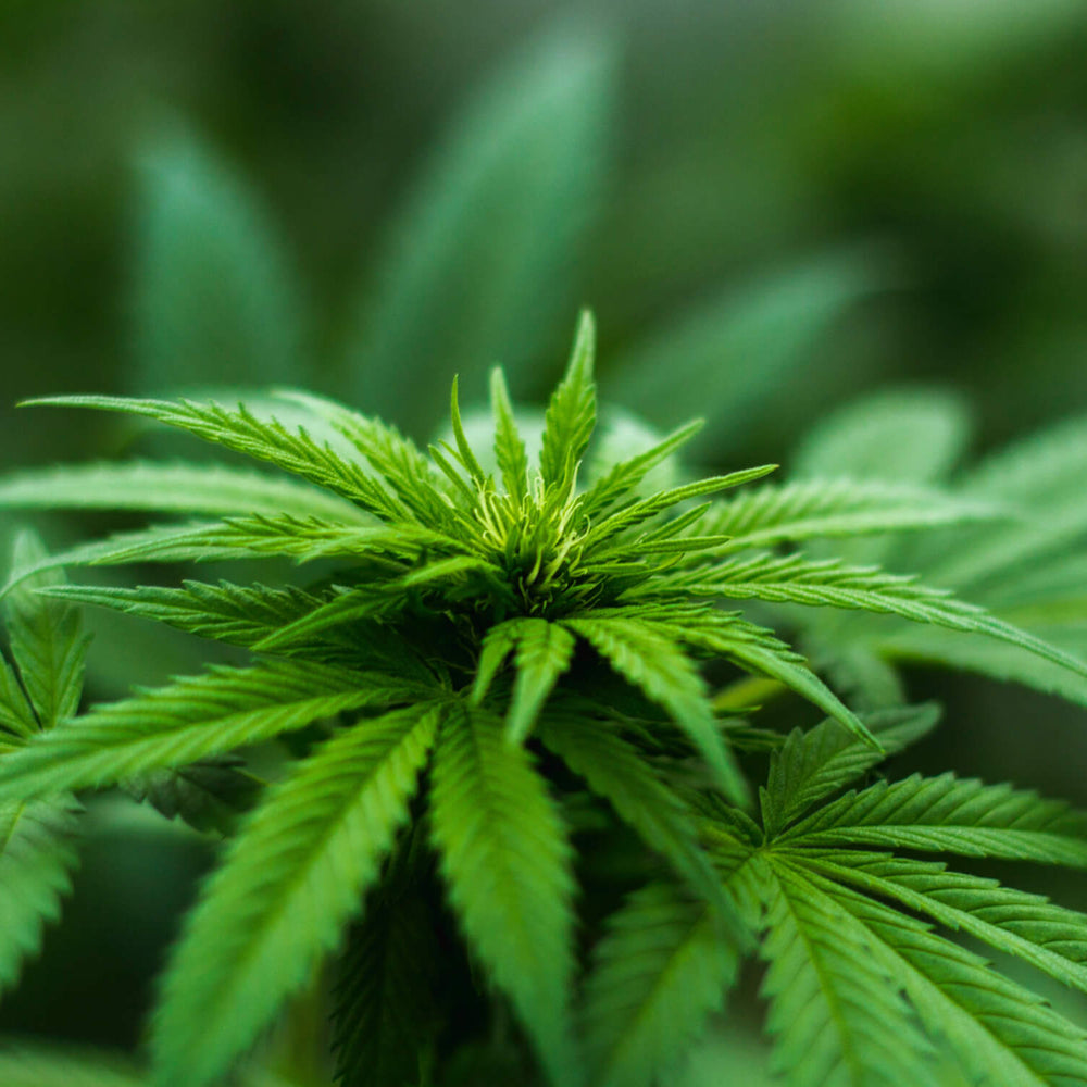 Tout ce qu'il faut savoir sur les cannabinoïdes