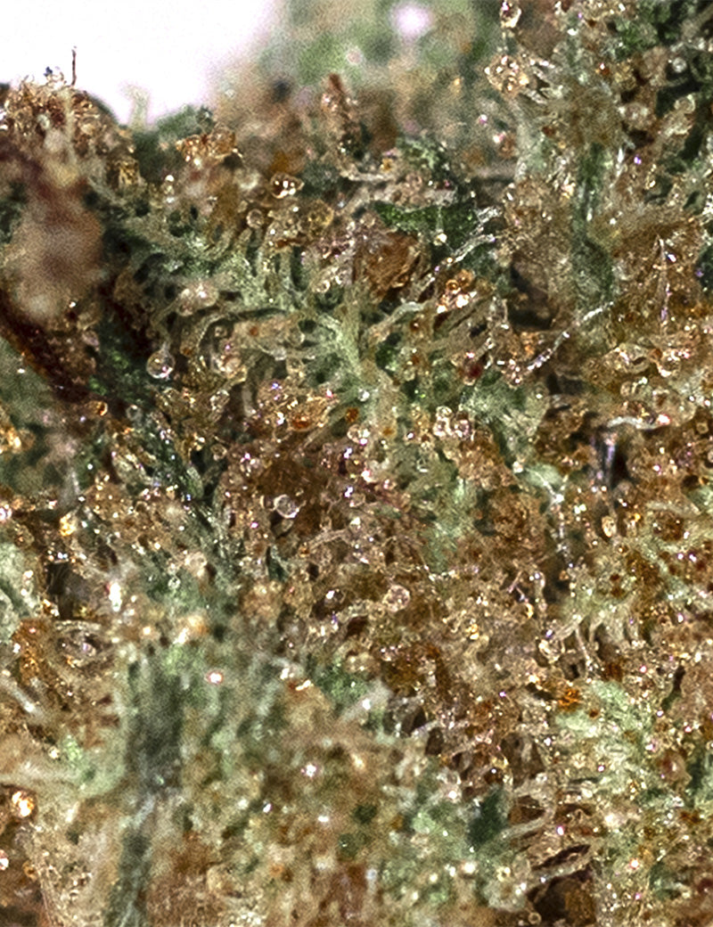 
                  
                    AK-47 CBD 🔫
                  
                