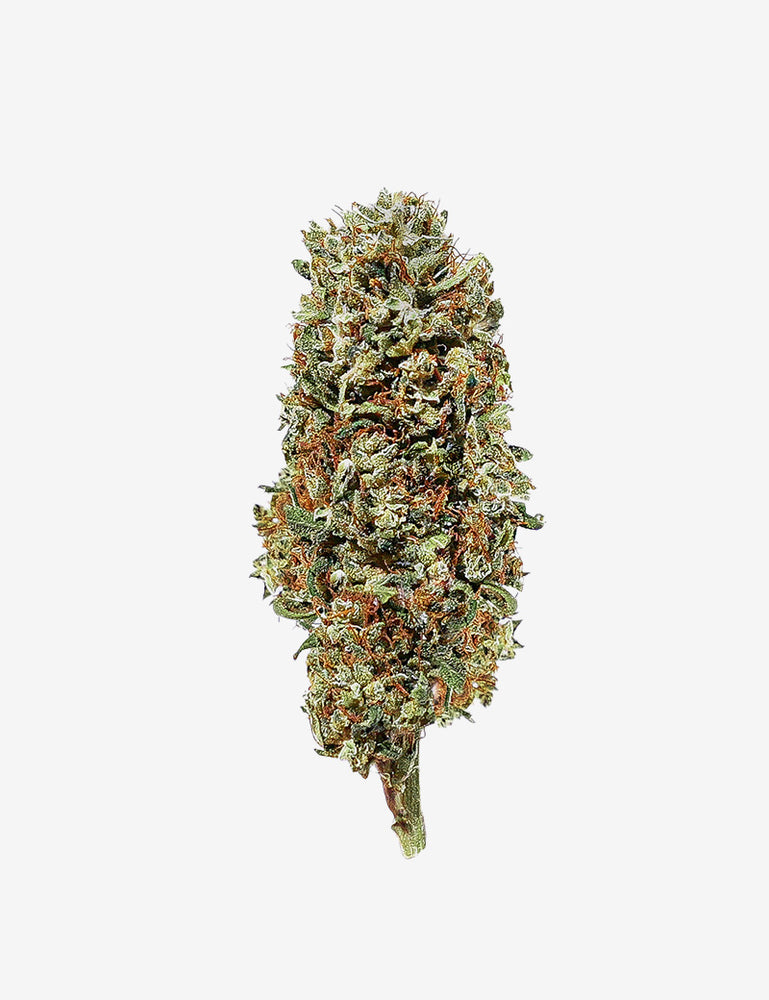
                  
                    Orange Bud CBD 🍊
                  
                