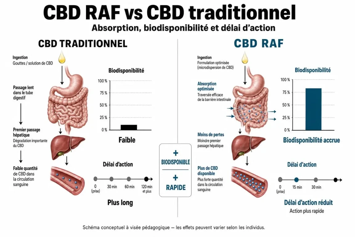 Infographie comparative CBD RAF vs CBD traditionnel illustrant la biodisponibilité et le délai d'action