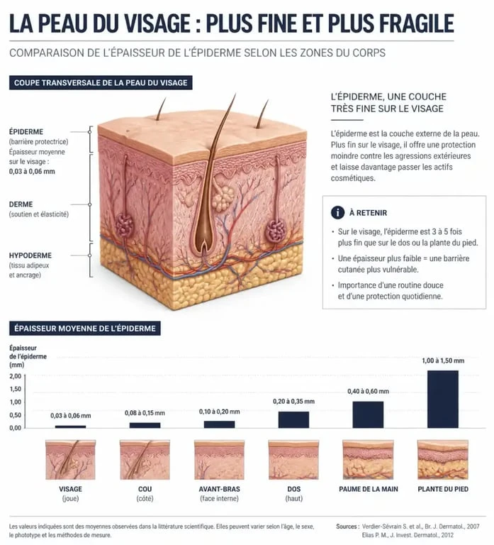 Schéma illustrant la finesse de la peau du visage et les risques liés à la crème dépilatoire visage